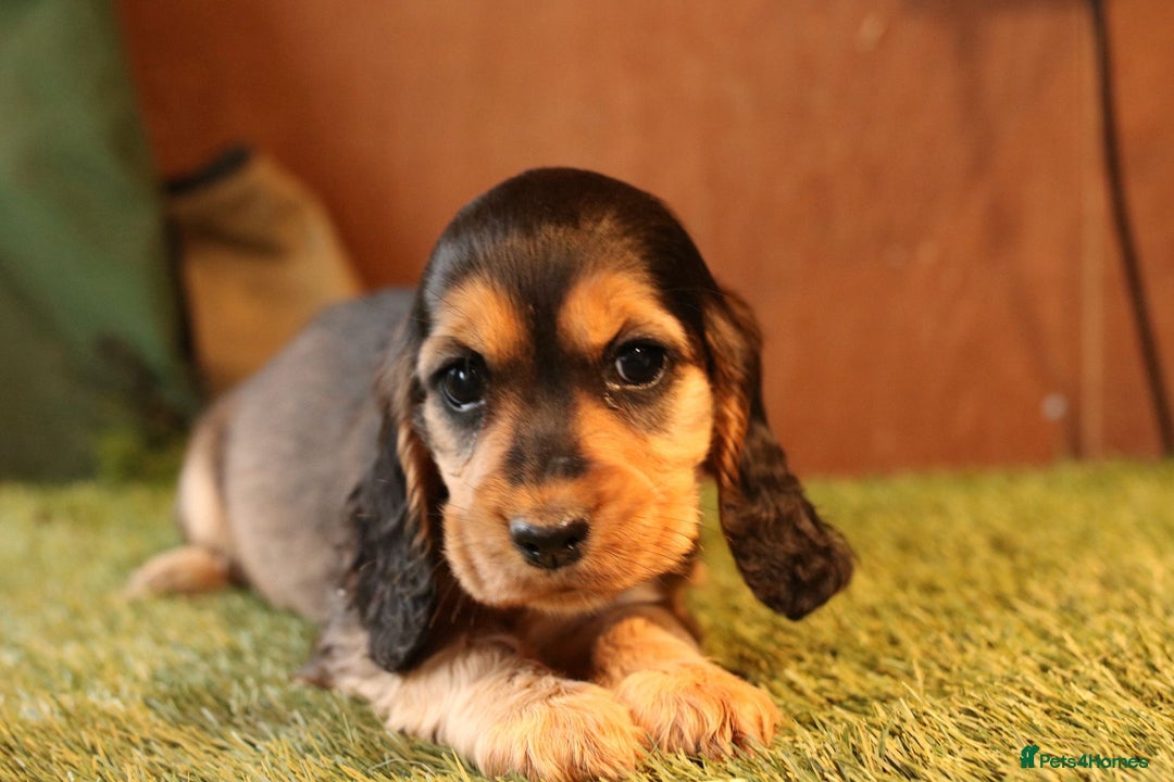 Cocker Spaniel dogs for sale: Stunning litter of show type cocker spaniels - Advert 10