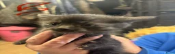 Mixed Breed cats for sale: kittens for sale  - Advert 3
