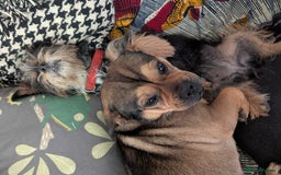 Mixed Breed dogs for sale: ShiChi x chihuahua frenchie pups - Image 14