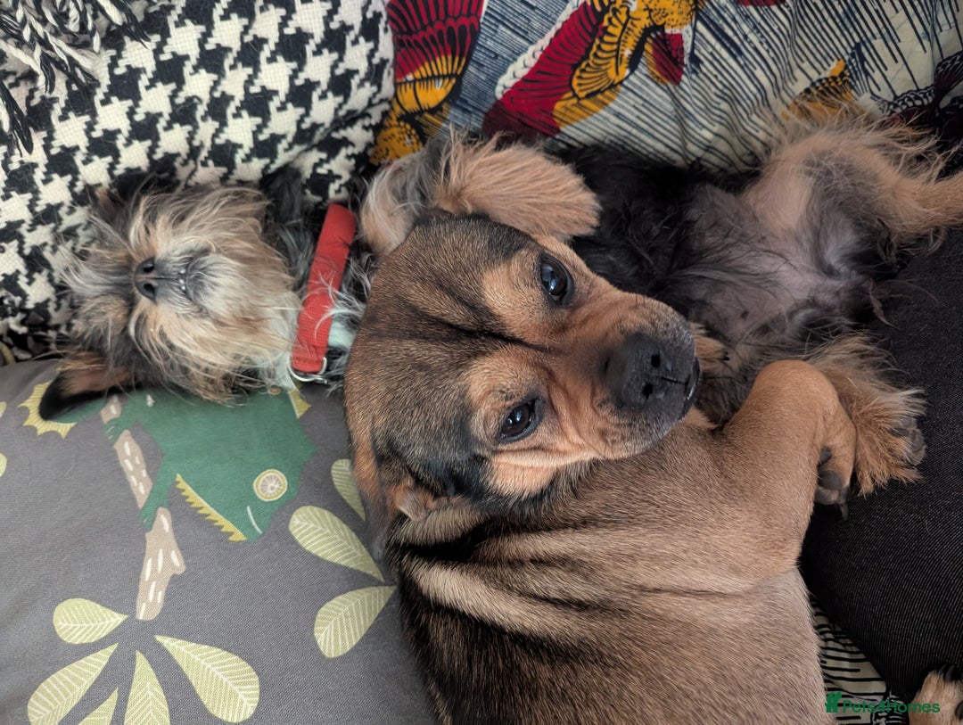 Mixed Breed dogs for sale: ShiChi x chihuahua frenchie pups - Image 14