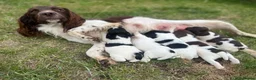 English Springer Spaniel dogs for sale: English springer spaniel puppies  - Advert 6