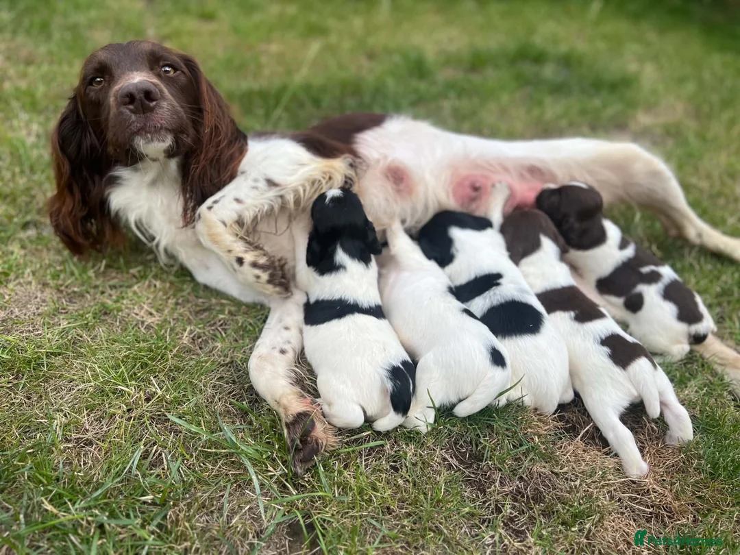 English Springer Spaniel dogs for sale: English springer spaniel puppies  - Advert 6