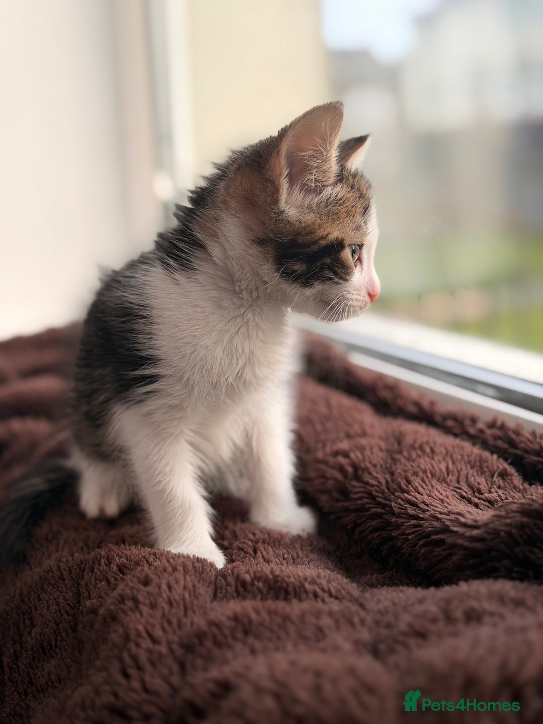 Mixed Breed cats for sale: Mixed breed kittens  - Advert 7