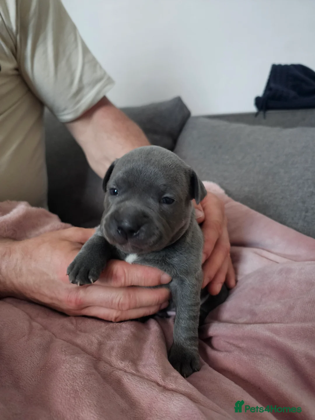Staffordshire Bull Terrier dogs for sale: Beautiful Blue Staffordshire Bull Terrier Puppies - Advert 17