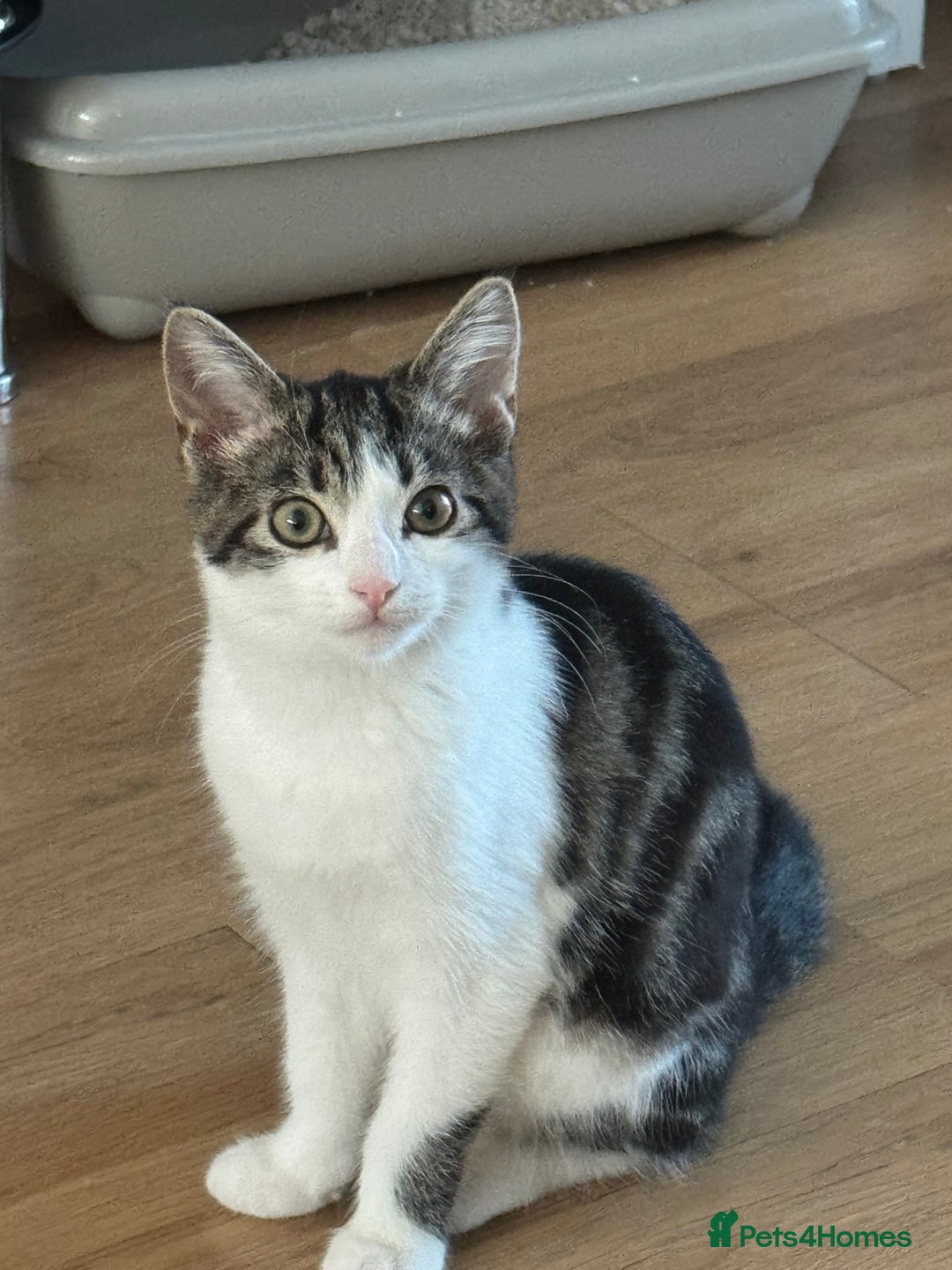 British Shorthair cats for sale: Female British Short Hair - Advert 1