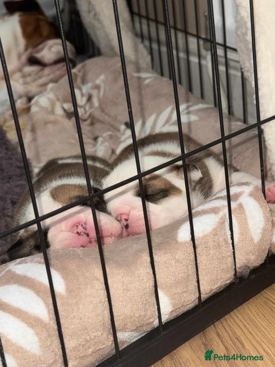 English Bulldog dogs for sale: Stunning English bulldog puppies  - Advert 2