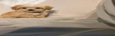 Maltipoo 3