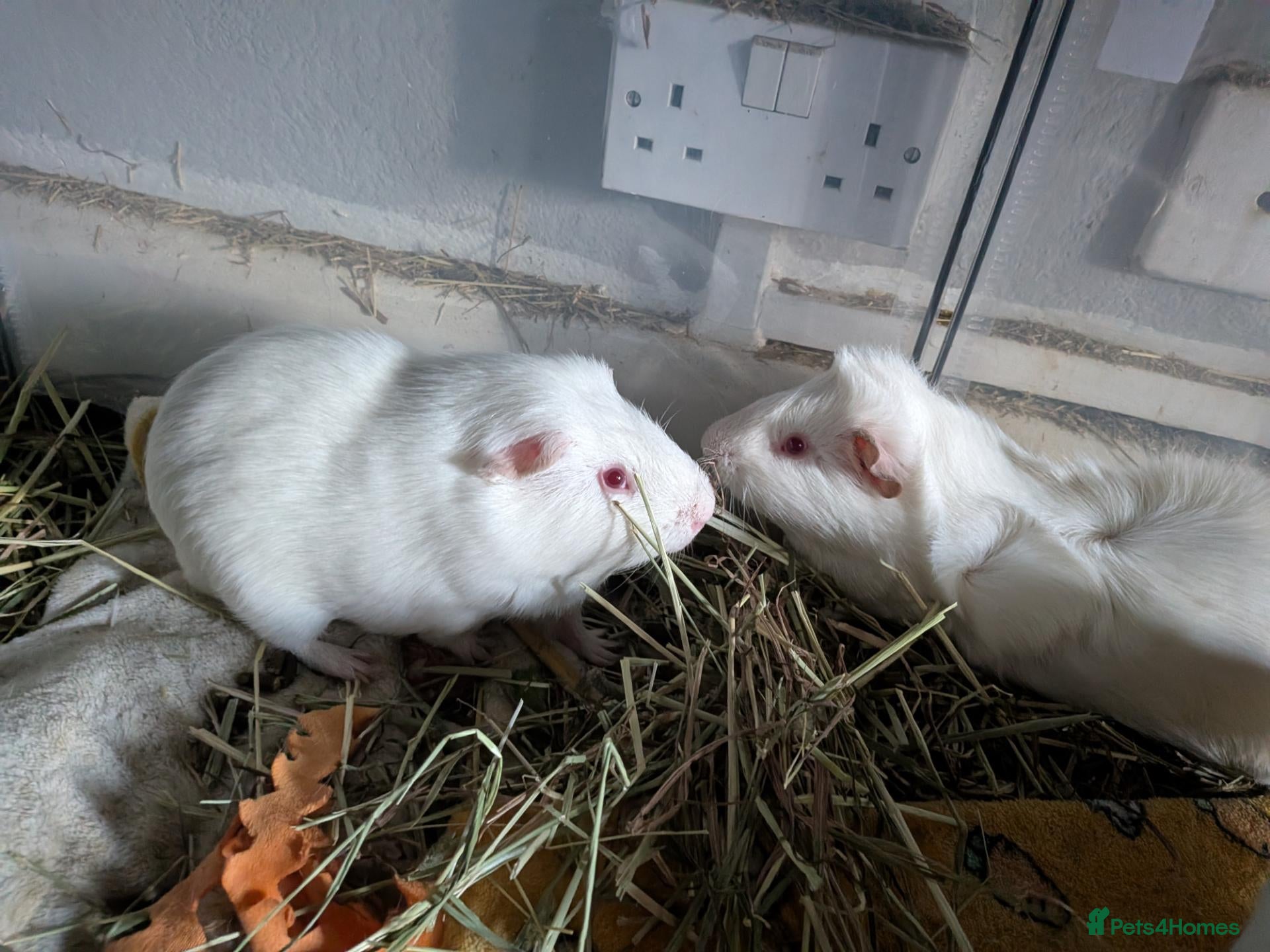 Guinea Pig rodents Four male guinea pigs - Advert 1