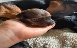 Patterjack dogs for sale: 🐾 🐶 Gorgeous patterjack puppies 🐶 🐾 - Image 5