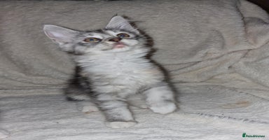 Maine Coon cats - Advert 7