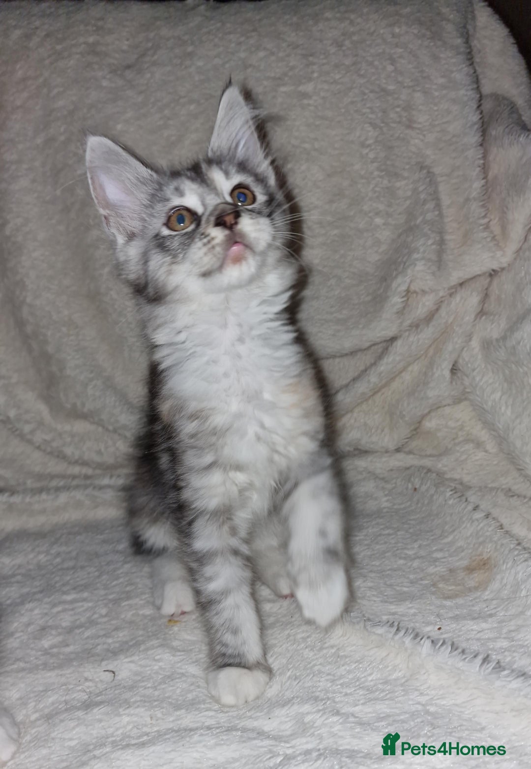 Maine Coon cats for sale: MAINE COONE KITTENS CHAMPION BLOODLINE - Image 2