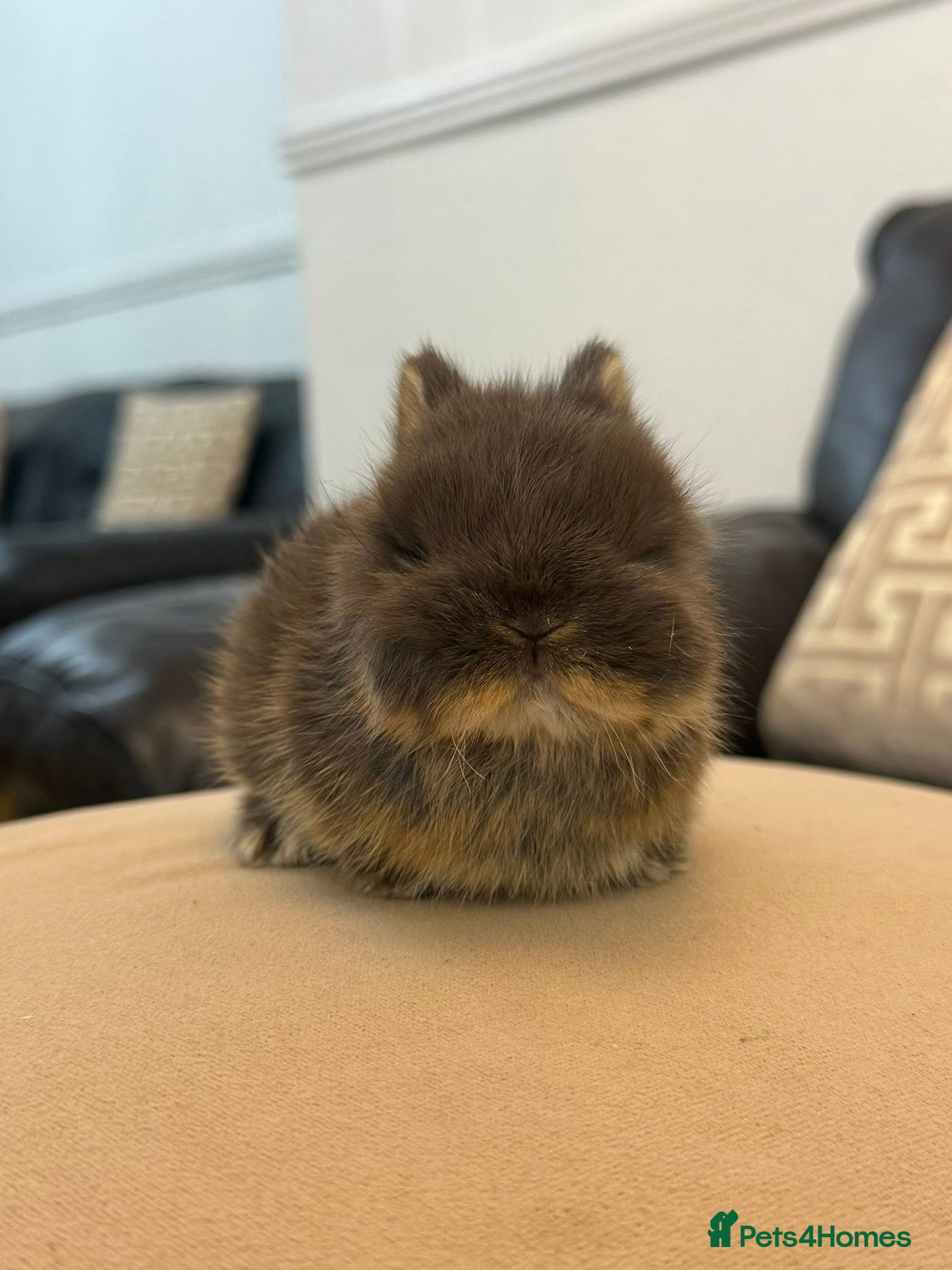 Netherland Dwarf rabbits 2 Netherland dwarf babies available  - Advert 9