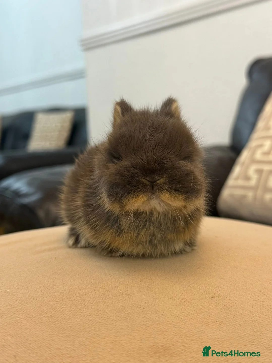 Netherland Dwarf rabbits for sale: 2 Netherland dwarf babies available  - Advert 1