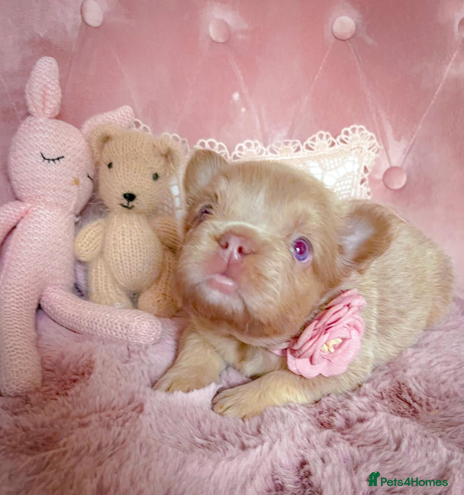 French Bulldog dogs 🌸FLUFFY,LILAC&TAN,TESTABLE GIRLS&BOYS🌸 - Advert 9