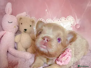 French Bulldog dogs 🌸FLUFFY,LILAC&TAN,TESTABLE GIRLS&BOYS🌸 - Advert 9