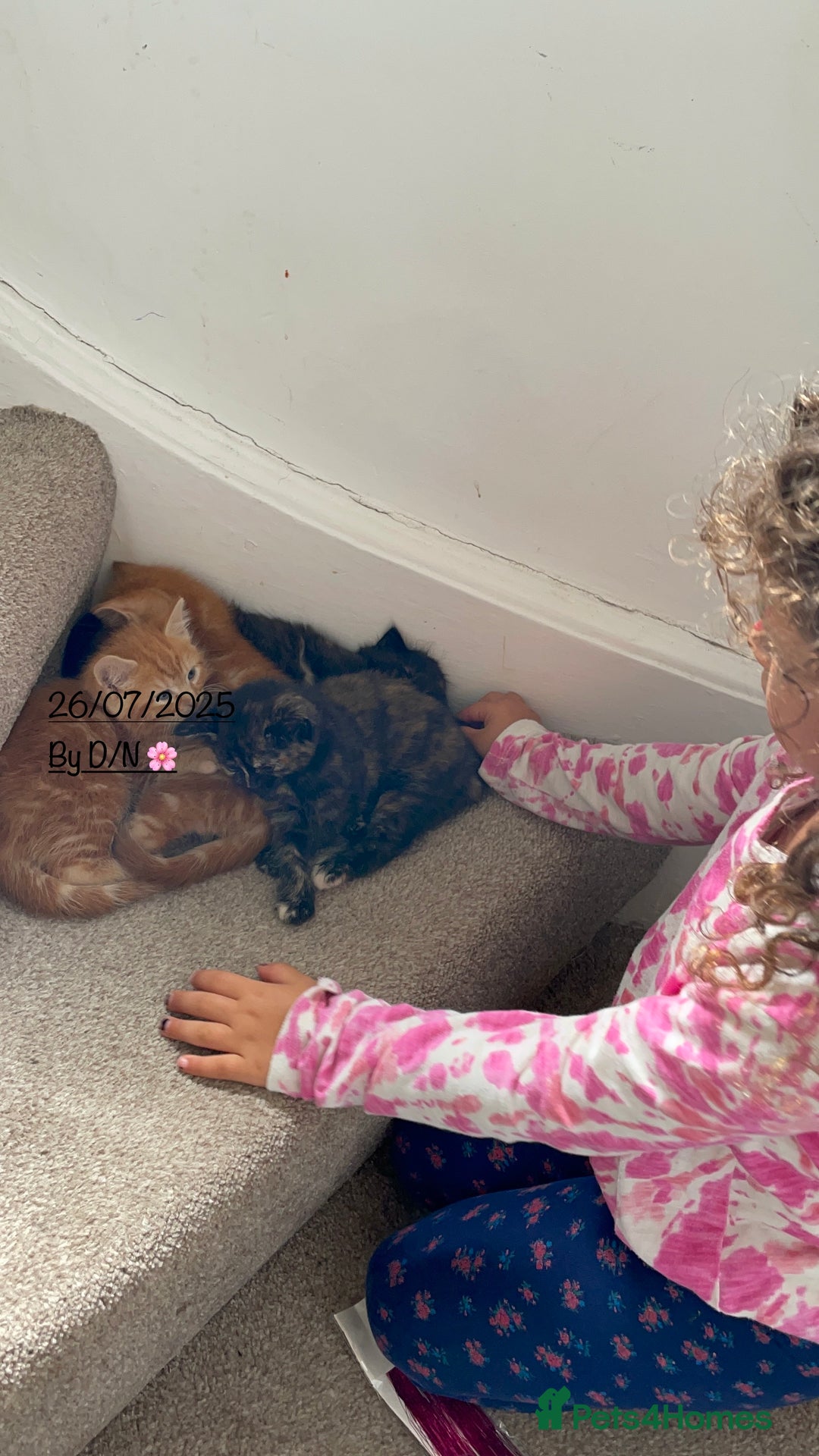 Mixed Breed cats for sale: Beautiful little kittens - Image 18