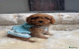 Cavapoo dogs for sale: Stunning f1 quality cavapoo puppies - Image 6