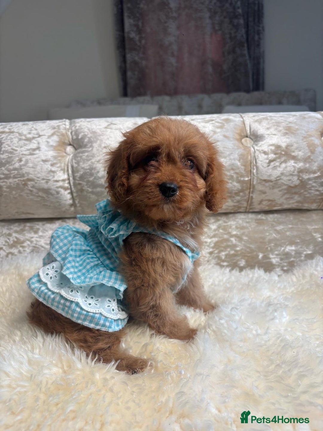 Cavapoo dogs for sale: Stunning f1 quality cavapoo puppies - Image 6