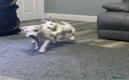 Parson Russell dogs for sale: Champion Bred Parson Puppies in Lanark - Image 13