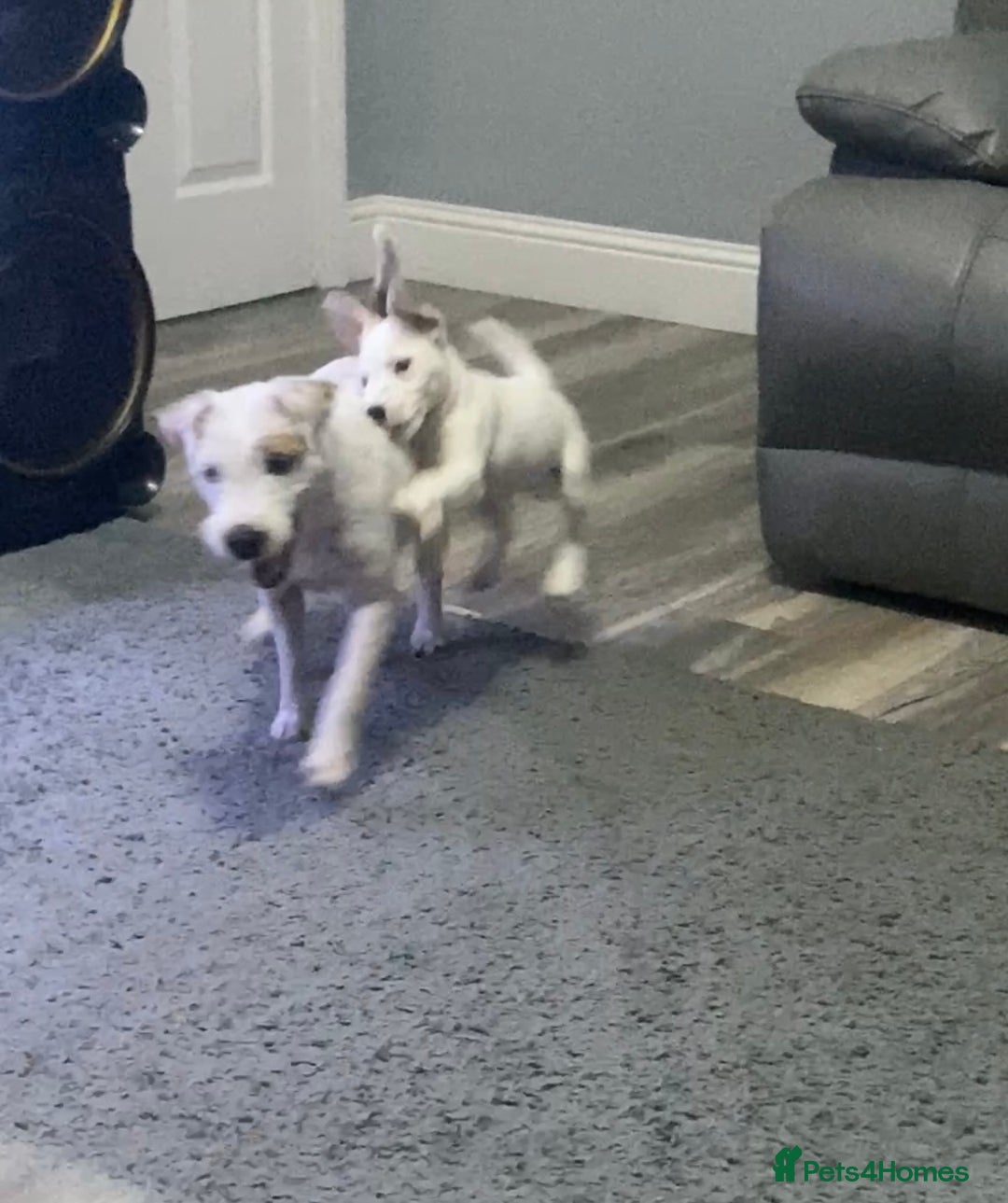Parson Russell dogs for sale: Champion Bred Parson Puppies in Lanark - Image 13