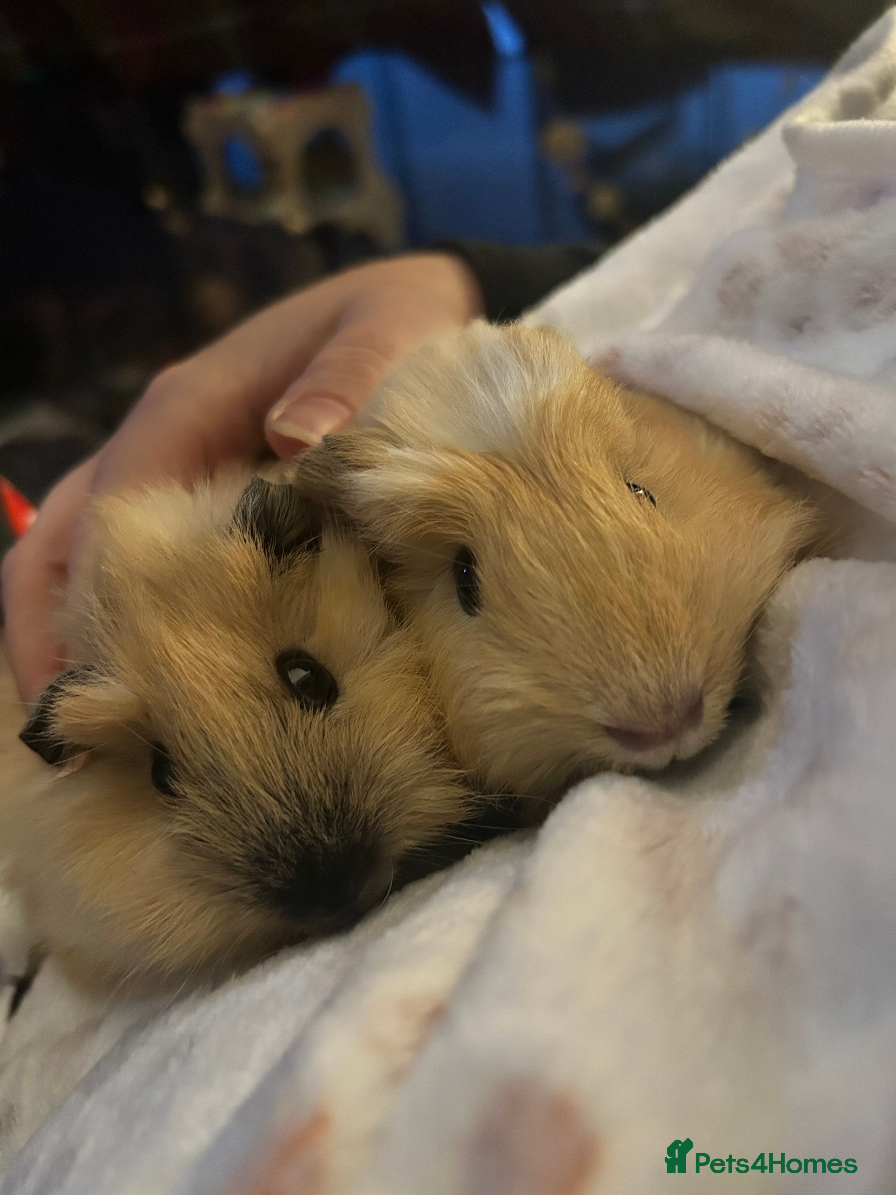 Guinea Pig rodents Two male guinea pigs 6 months old - Advert 1