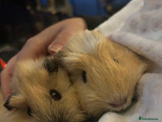 Guinea Pig rodents Two male guinea pigs 6 months old - Advert 7