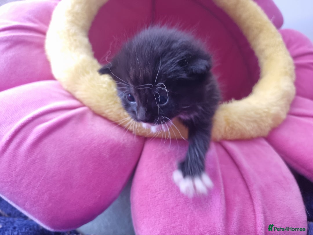 British Shorthair cats for sale: 4 Kittens ready to leave 25th August - Image 10