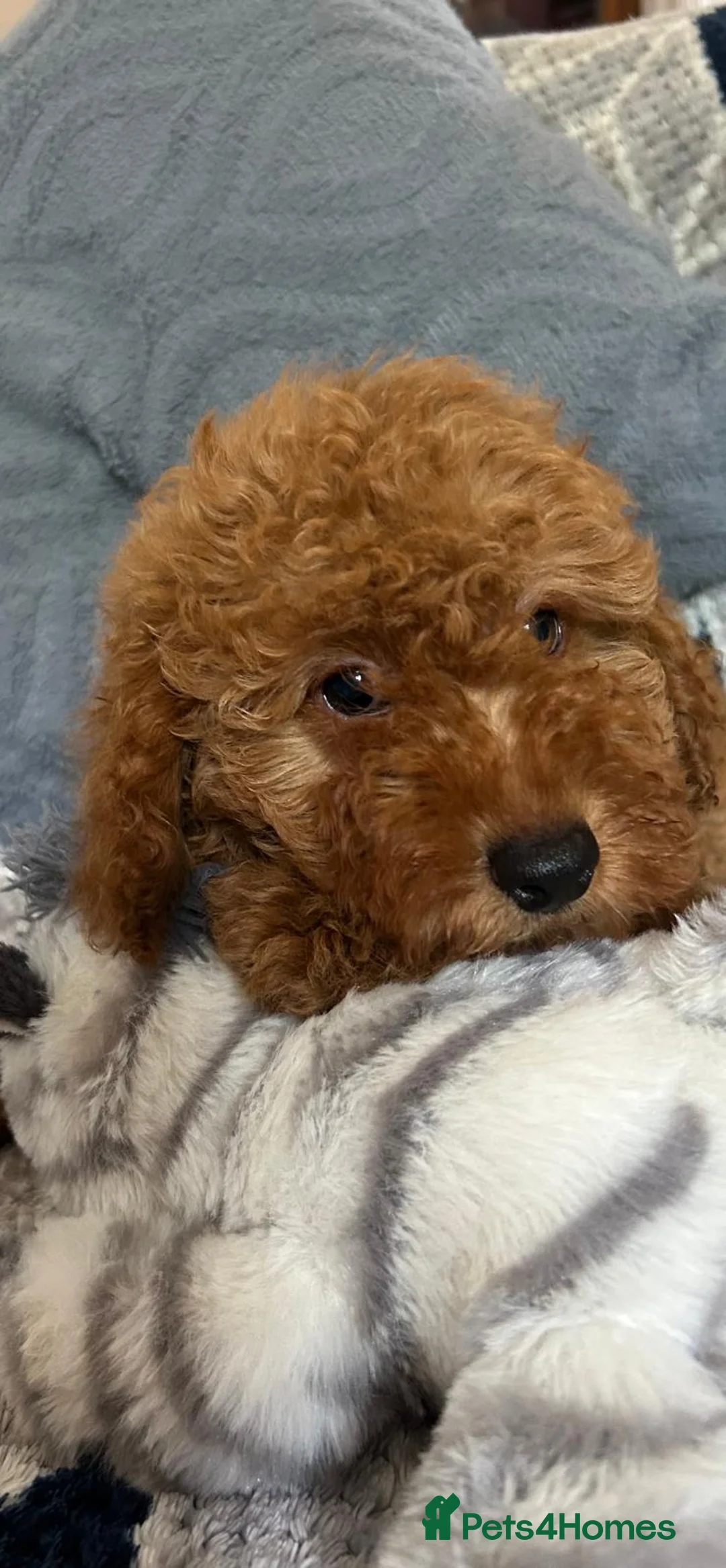 Cockapoo dogs for sale: cockapoo puppy forsale  - Advert 11