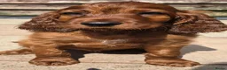 Irish Setter dogs for sale: KC Registered Beautiful Irish Setter Puppies  - Advert 7