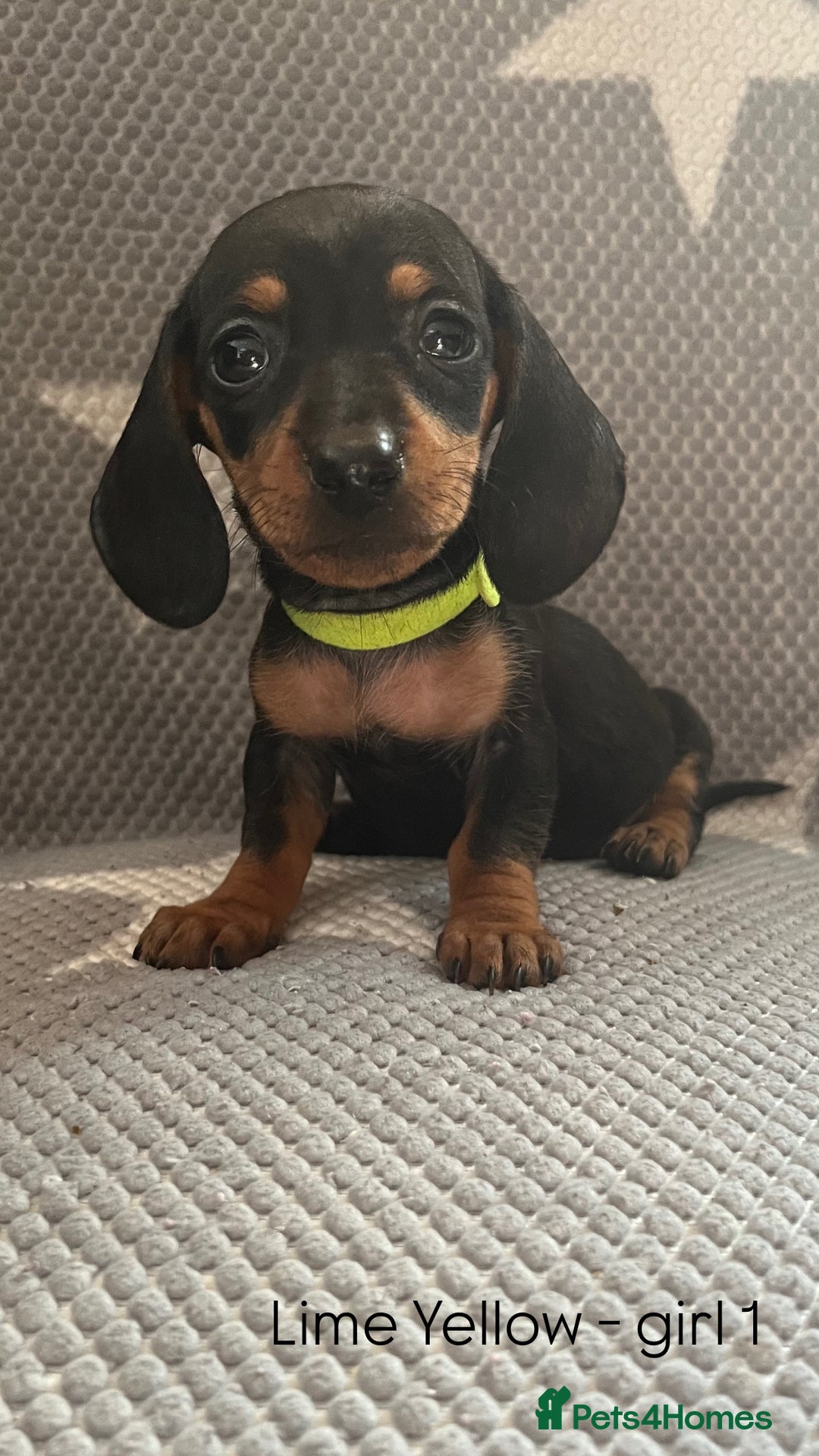 Dachshund dogs for sale:  !!Reduced!!READY TO LEAVE!! miniature dachshunds  - Image 24