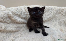 Mixed Breed cats for sale: Adorable Kittens Ready for Loving Homes - Image 12