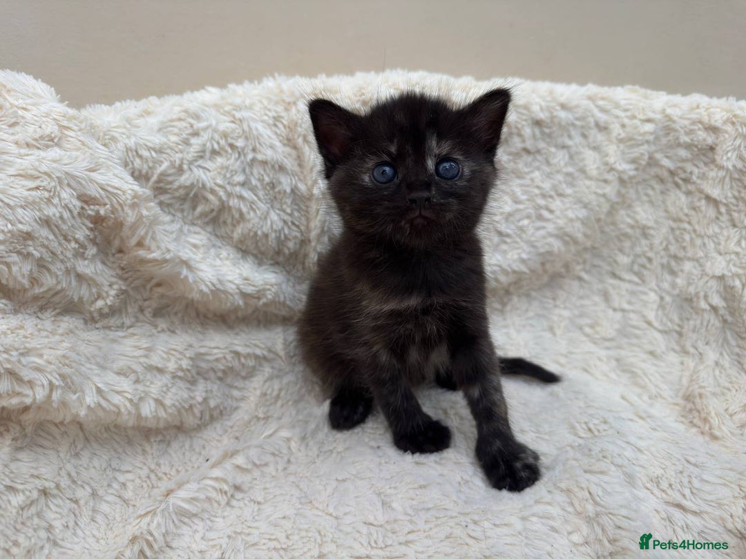 Mixed Breed cats for sale: Adorable Kittens Ready for Loving Homes - Image 12