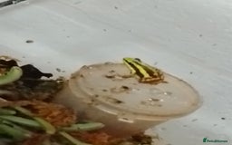 Frog reptiles for sale: Santa Isabella dart frogs froglets  - Image 2