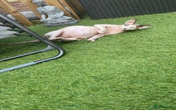 Sphynx cats for sale: Beautiful sphynx kittens  - Image 9