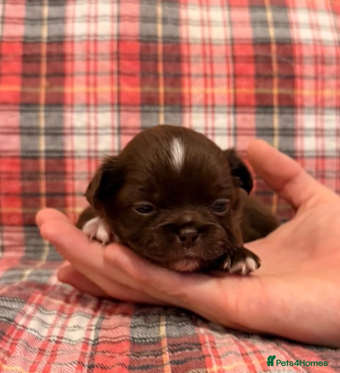 Chihuahua dogs for sale: 4 gorgeous longhaired apple head chihuahua pups - Advert 24
