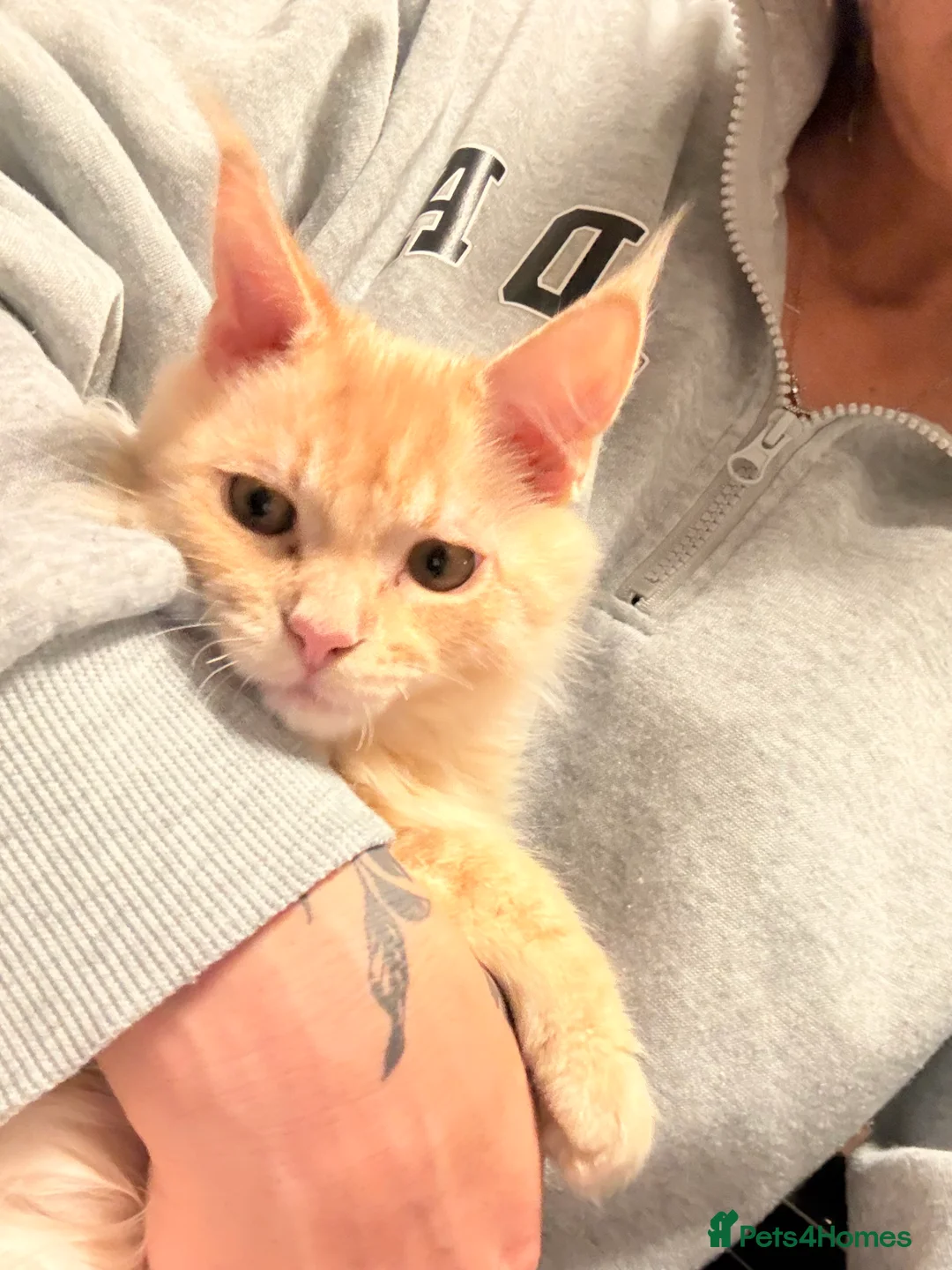 Maine Coon cats for sale: Mainecoon x ragdoll kitten-Reluctant sale - Advert 3