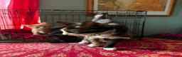 Mixed Breed cats for sale: Beautiful male kittens both male ginger and black in Brecon - Advert 6