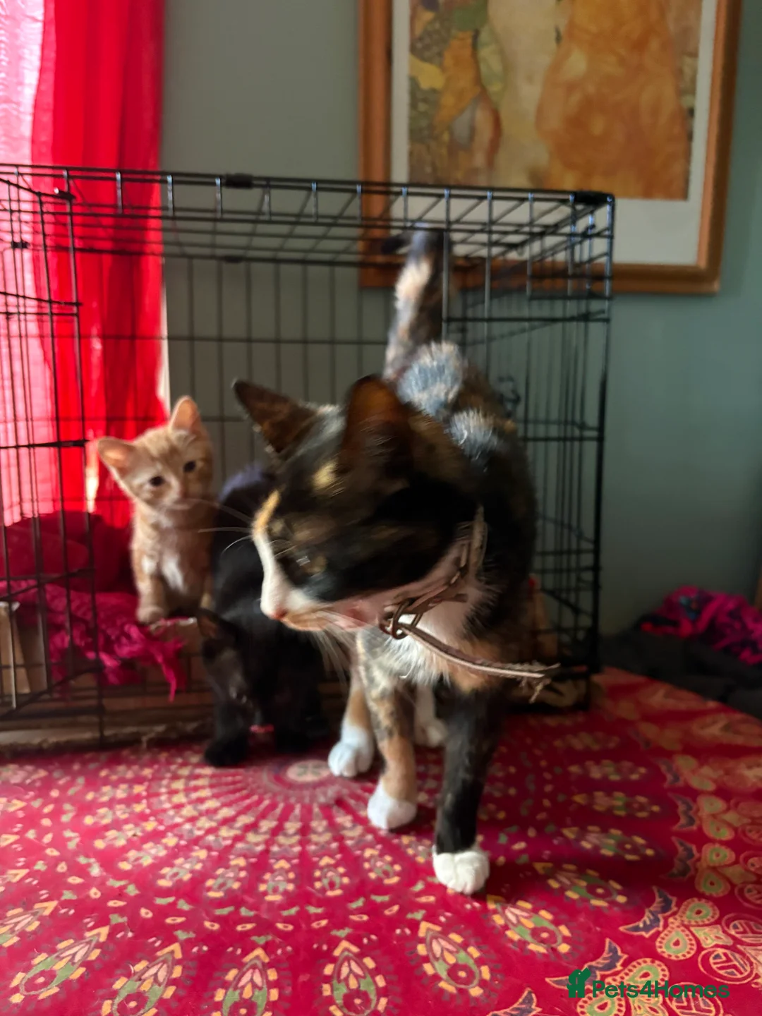 Mixed Breed cats for sale: Beautiful male kittens both male ginger and black in Brecon - Advert 6