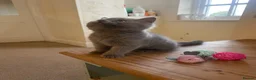 Russian Blue cats for sale: New litter 8wk Russian Blue British Shorthair boys - Advert 8