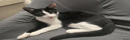 Domestic Shorthair cats for sale: Kittens - Advert 1