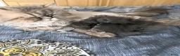Persian cats for sale: Blue Persian kittens - Advert 14