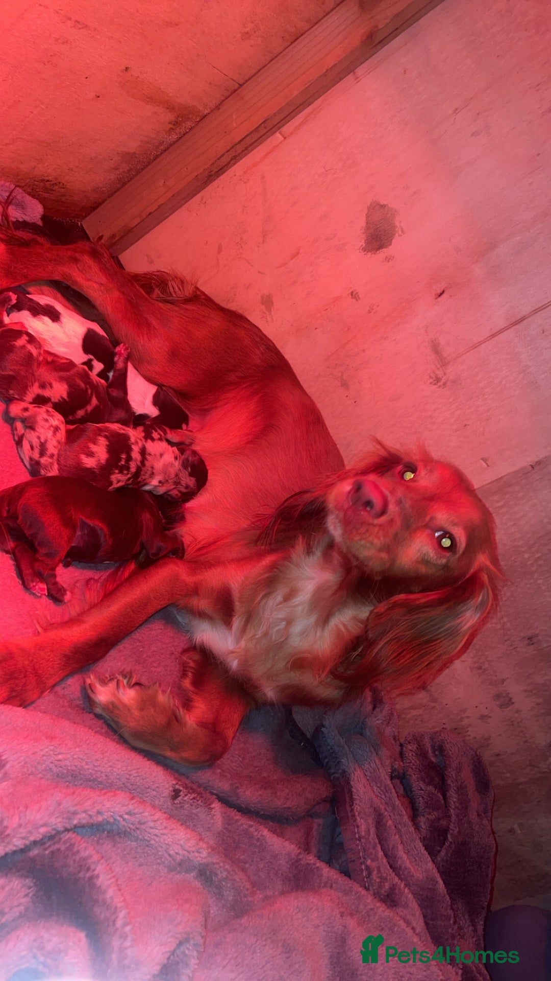 Cocker Spaniel dogs for sale: Stunning Working cocker spaniels  - Advert 1