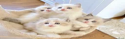 Ragdoll cats for sale: READY NOW *** INDOOR FULL PEDIGREE RAGDOLL KITTENS - Advert 16