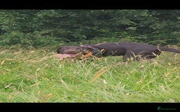 Labrador Retriever dogs for sale: Chocolate labrador puppy - Image 2