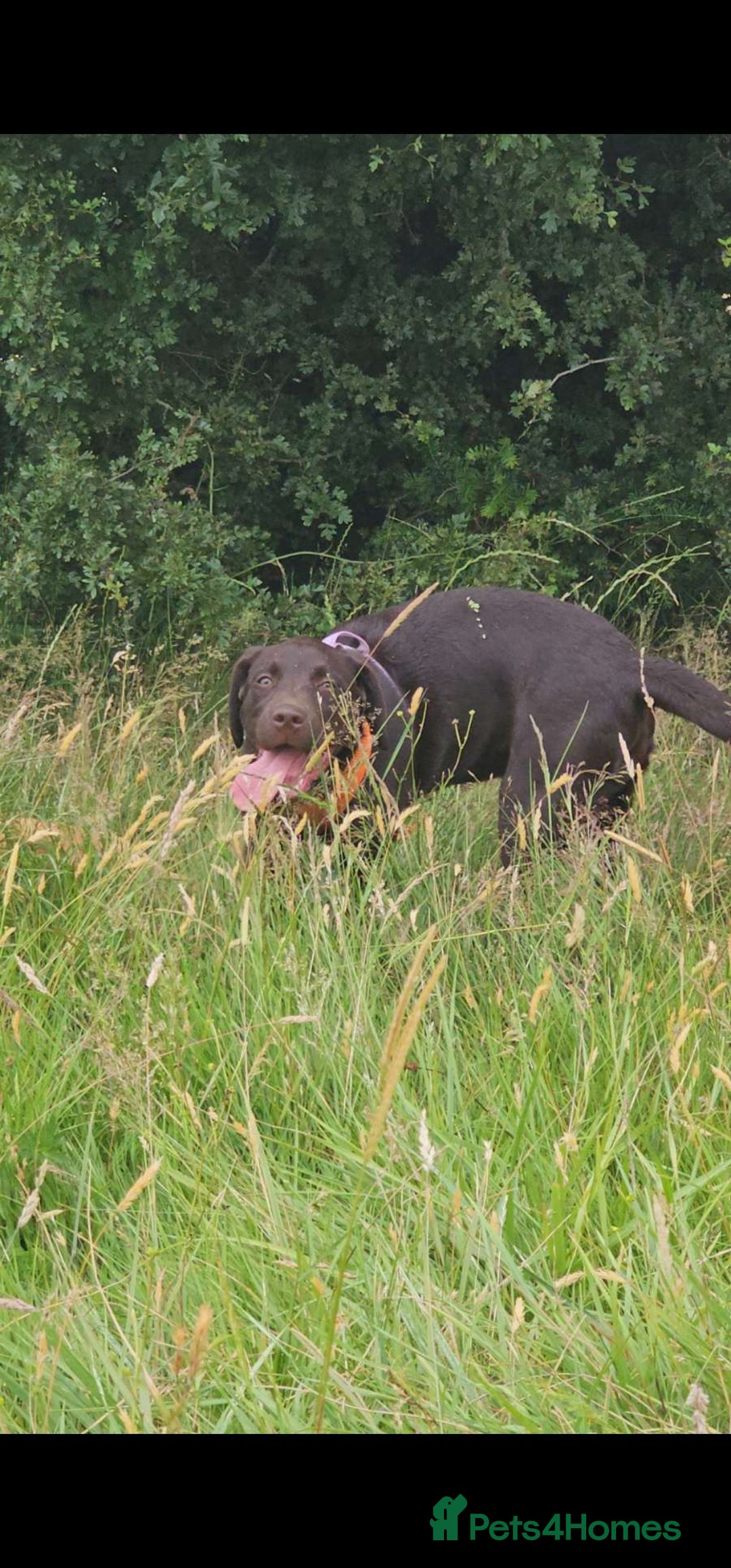 Labrador Retriever dogs for sale: Chocolate labrador puppy - Image 2