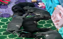Great Dane dogs for sale: Great Dane puppies - Image 8