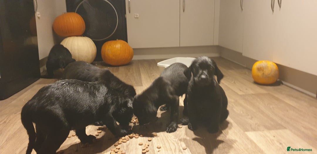 Labrador Retriever dogs for sale: litter of 11 kc reg lab retrievers 10weeks old - Image 4