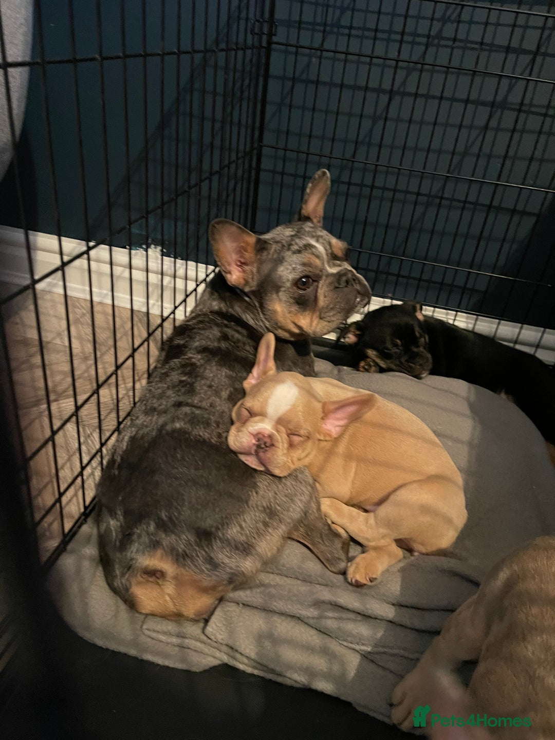 French Bulldog dogs for sale: French bulldog  - Image 5