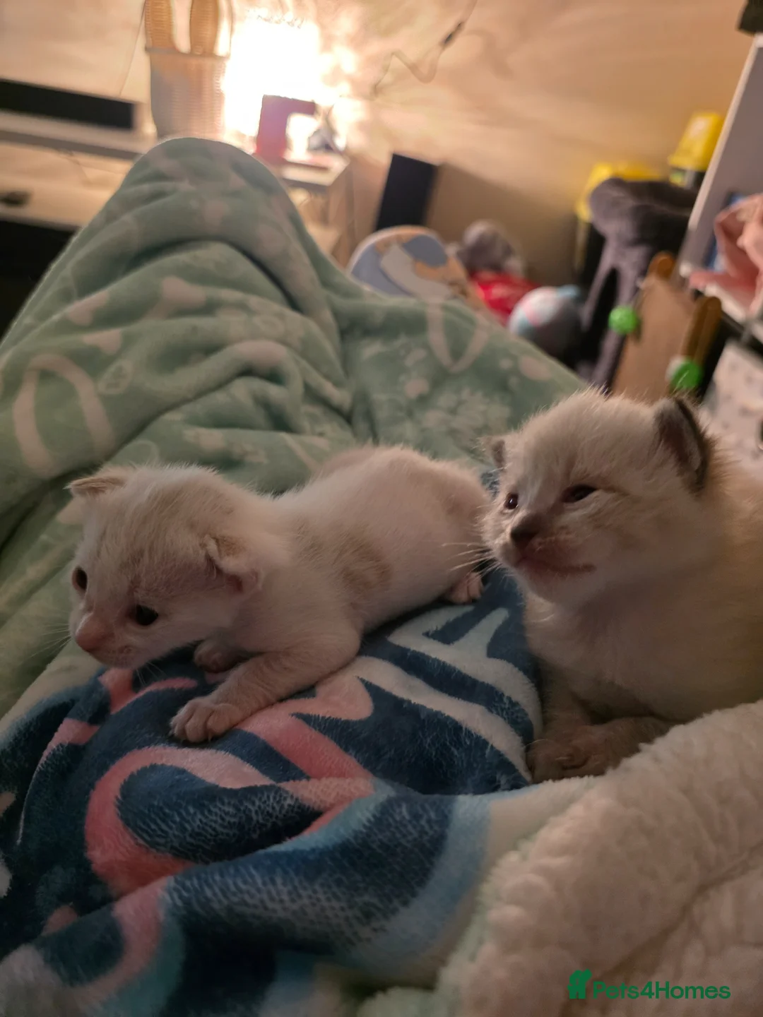 Bengal cats for sale: Beautiful bengal male - Advert 6