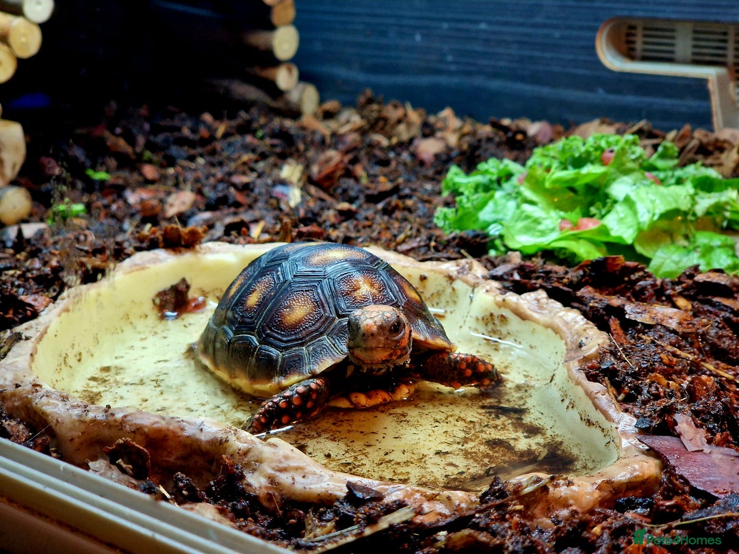Tortoise reptiles for sale: Redfoot tortoise  - Advert 1